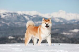 akita Inu most ancient dog breeds