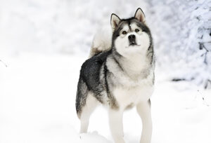 alaskan malamute