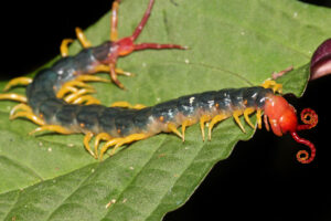 amazonian giant centipede