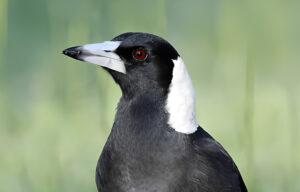 Australian magpie black and white birds