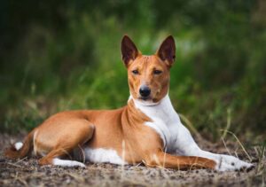 most ancient dog breeds basenjis