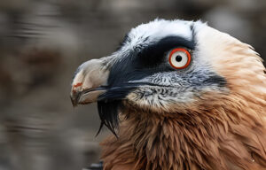 Bearded vulture