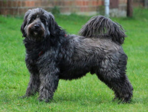 black tibetan terrier