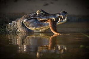 black caiman monster animals