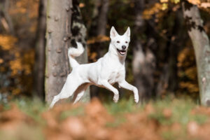 canaan ancient dog