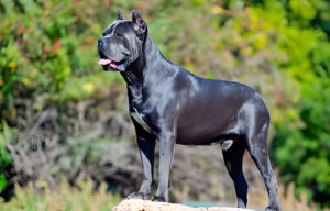 cane corso black strongest dog