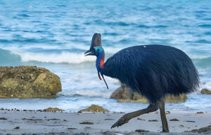 Cassowary birds