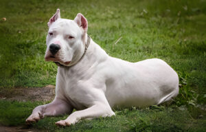 dogo argentino white strongest dog