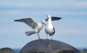 European herring gull