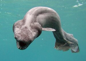 frilled shark