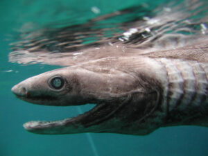 frilled shark extinct