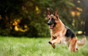 german shepherd