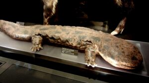 giant chinese salamander giant animal