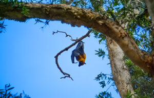 giant golden crowned flying fox extinct