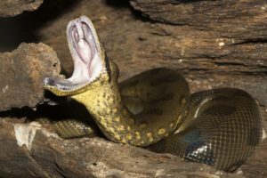 giant anaconda snake