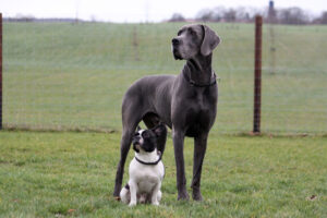 the great dane tallest and strongest dogs