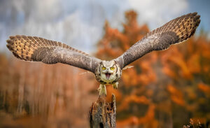 Great horned owl