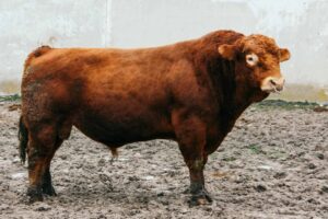 hybrid beefalo