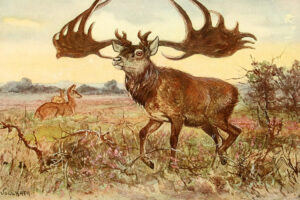irish elk extinct animal