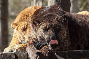 Jaglions unique hybrid animals