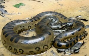 monster animals anaconda snake