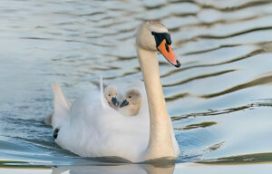 Mute swan lovely birds