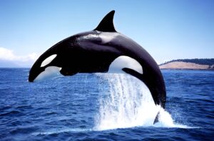 orca orca killer whale