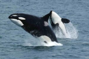 orca orca killer whale