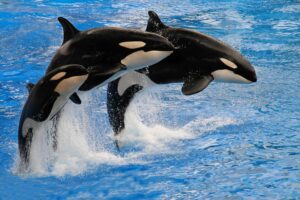 orcas whales