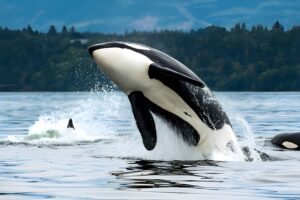 killer whales orcas