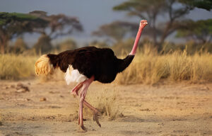 Ostrich largest bird