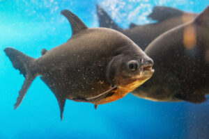 pacu fish