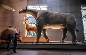 paraceratherium extinct