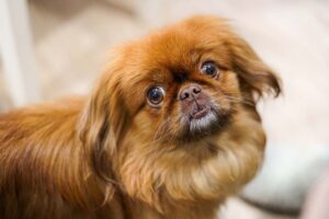 pekingese ancient dogs