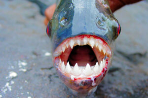 piranha monster fish