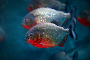 red-bellied piranha