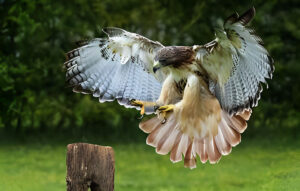 Red-tailed hawk dangerous birds