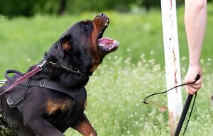 rottweiler dog