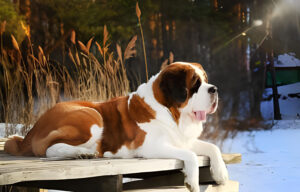 Saint bernard