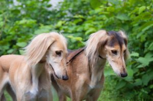 saluki ancient dog