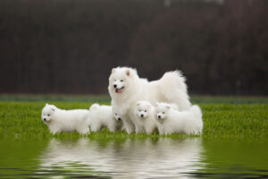 samoyed cute puppy dogs