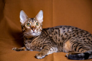 savannah cat rare animals