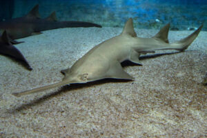 sawfish