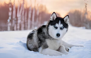 siberian husky