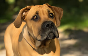 south african mastiff