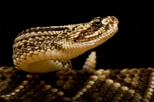 south american rattlesnake