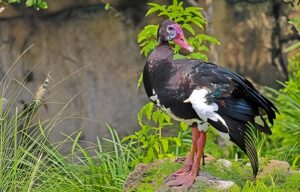 Spur-winged goose birds