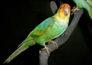 the carolina parakeet extinct parrot