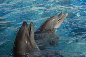 Wholphin rare animals