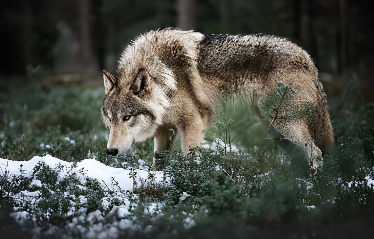 Wolfdog dog Hybrid breeds, Is Czech wolfdog Dangerous?